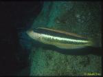 Maori Wrasse, Ophthalmolepis lineolata 01 female