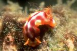 Hypselodoris purpureomaculosa 01 25mm