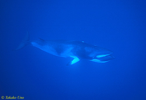 Minke 43a opening mouth, can see baleen