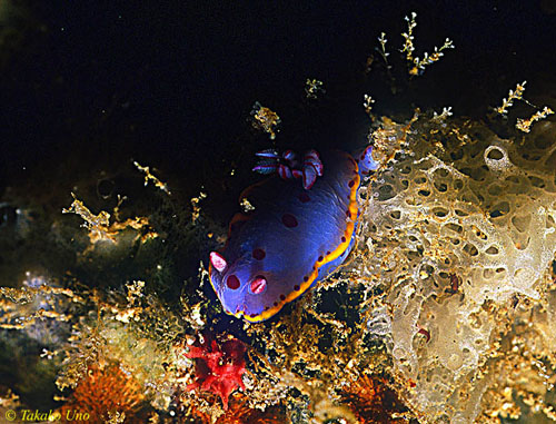 Nudibranch, Loring's Chromodoris 01 1cm