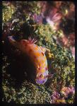 Nudibranch, Sweet Ceratosoma 01