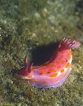 Nudibranch, Sweet Ceratosoma 02