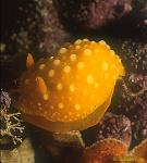 Nudibranch, Chrysanthemum Neodoris 01