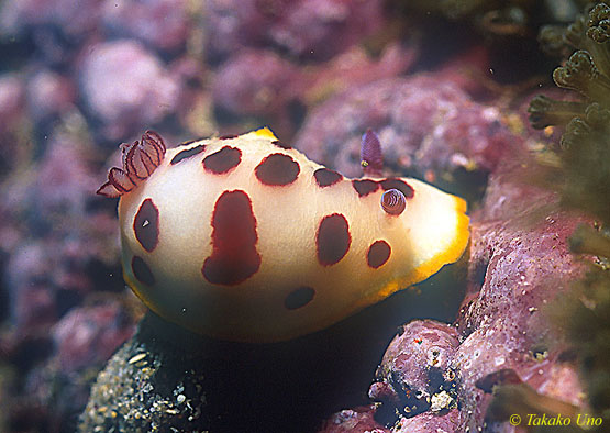 Nudibranch, Splendid Chromodoris 01