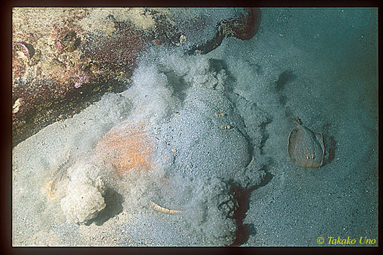 Numb Ray 03 both large & small rays trying to hide in sand