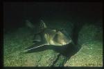 Port Jackson Shark 01