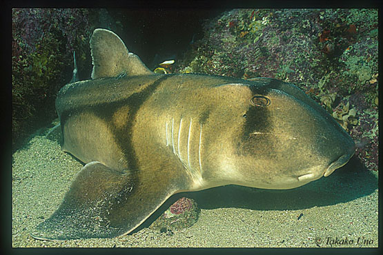 Port Jackson Shark 02