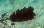 Port Jackson Shark egg 01