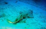 Short-Snout Shovelnose Ray 01