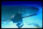 Tawny Nurse Shark 01