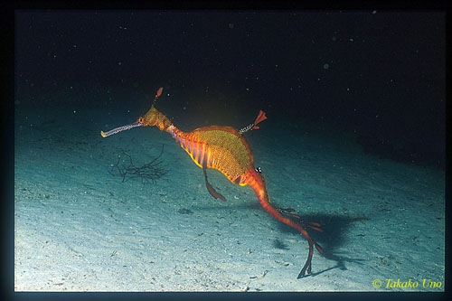 Weedy Seadragon 01x