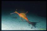 Weedy Seadragon 01x