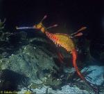 Weedy Seadragon 03