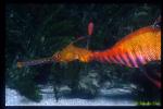 Weedy Seadragon 05