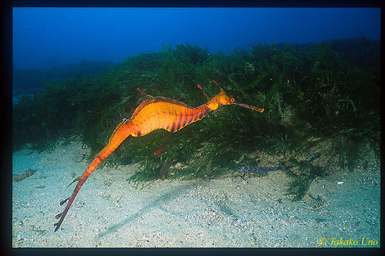 Weedy Seadragon 06