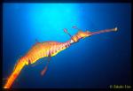 Weedy Seadragon 08