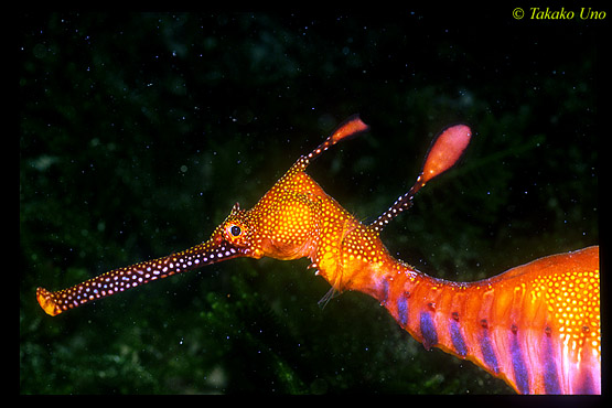 Weedy Seadragon 07