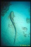 Zebra Shark 01