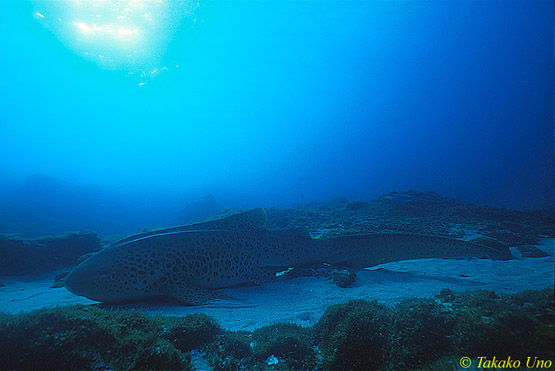 Zebra Shark 02x