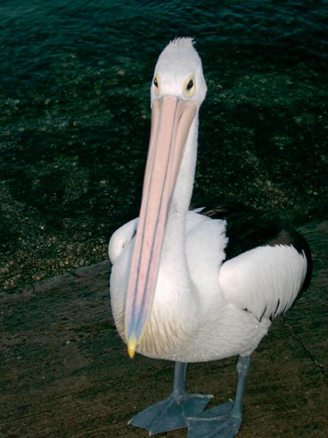 Pelican 06