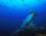 Hammerhead Shark 10