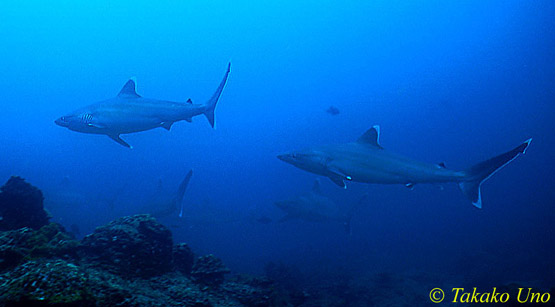 Silvertip Sharks 01x these 2 females are bigger (longer & chunkier) than the 2.8meter Hammerheads.