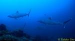 Silvertip Sharks 01x these 2 females are bigger (longer & chunkier) than the 2.8meter Hammerheads.