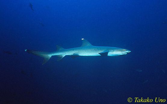 Whitetip Reef Shark 01x