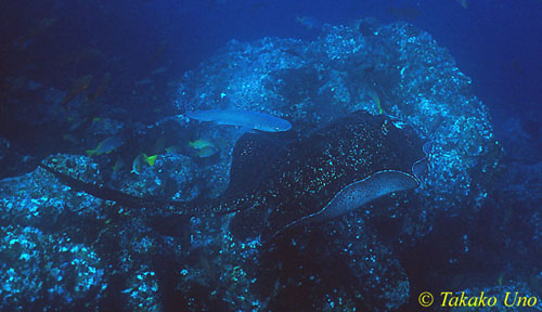 Whitetip Reef Shark & Marbled Stingray 02x