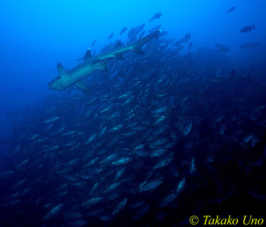 Whitetip Reef Shark & Snapper ball 01x