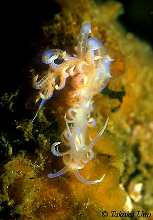 Made-up Phyllodesmium sp.6 01