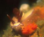 Emma's Hypselodoris, emmae 01a