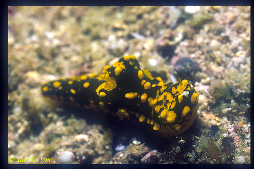 Gardiner's Notodoris, gardineri 01