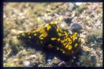 Gardiner's Notodoris, gardineri 01