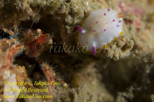 Mexichromis festiva or mariei baby Nudi 30tc 4120