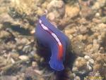 Pseudoceros Flatworm 03