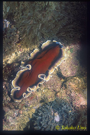 Pseudoceros Flatworm 02