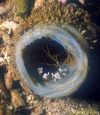 Sexy Shrimps in Tube Anemone 01