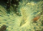 Commensal Shrimp A02 on host anemone