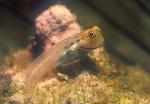 Blenny 01