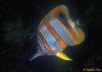 Copperband Butterflyfish 01