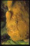 Giant Frogfish 01
