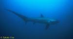 Pelagic Thresher Shark 1600 neg 03