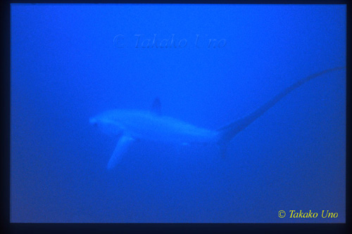 Pelagic Thresher Shark 01 1201