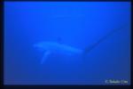 Pelagic Thresher Shark 01 1201