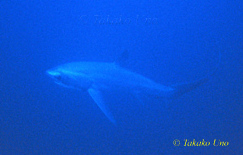 Pelagic Thresher Shark 02 1201