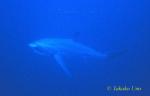 Pelagic Thresher Shark 02 1201