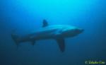 Pelagic Thresher Shark 1600 neg 01