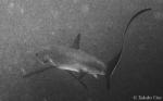 Pelagic Thresher Shark 03