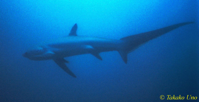 Pelagic Thresher Shark 1600 neg 02